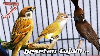 GURU VOKAL HANDAL BESETAN TAJAM || c,jenggot vs gereja tarung vs cililin