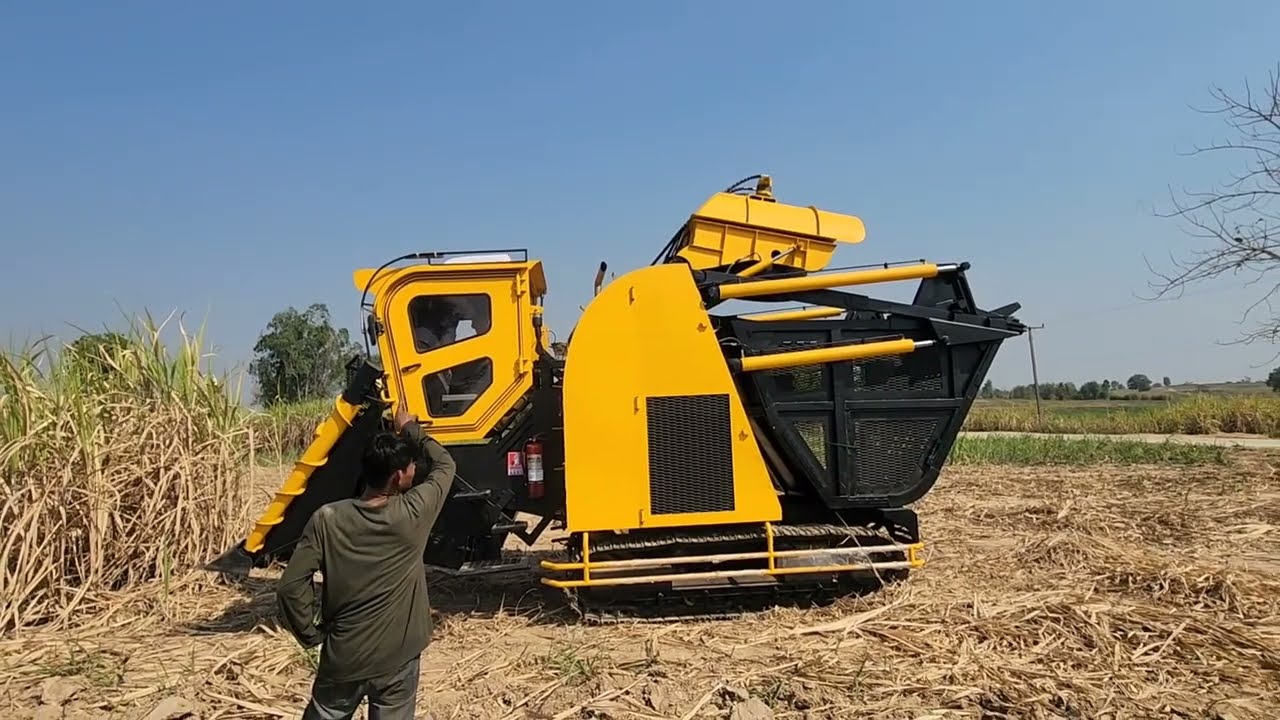 อยากเห็นตอนตัดอ้อย