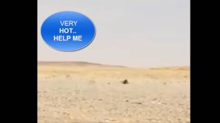 Thug Life,,,Lizard Run For Shade-Lizard So Funny Running Moments