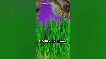 Catnip Craze - Why Cats Love It