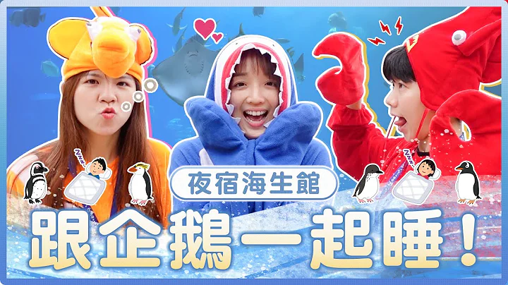 跟企鹅一起睡觉！？超狂夜宿海生馆行程大公开！惊见生物被吃掉？｜麻瓜出游 - 天天要闻