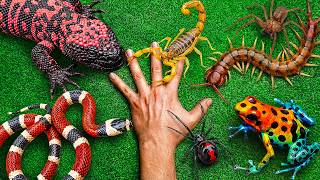 ‼️Encontré Los ANIMALES MAS VENENOSOS Del Mundo‼️