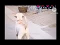 এ কি অবাক করা কান্ড দেখেন। Binodon Tv flowers