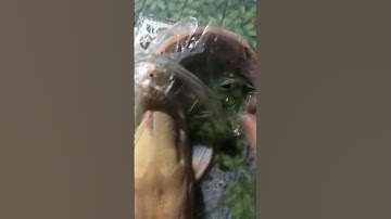 Hên quá câu được cá trê Bạch Tạng🤗 #shorts