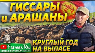 Вот Это Торг! Гиссары, Арашаны, Бурские Козы. Овцы И Бараны Круглый Год На Пастбище