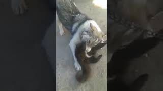 Лайка играет с котом