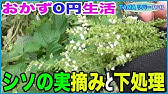 大葉 シソ の種取り方 To Collect Japanese Basil Seeds Youtube