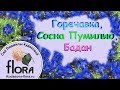 Сосна Пумилио, горечавка, бадан и пионы