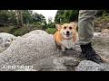 梅雨の合間にお気に入りの川を楽しむコーギー / Taking a break from the rainy season to enjoy her favorite river!