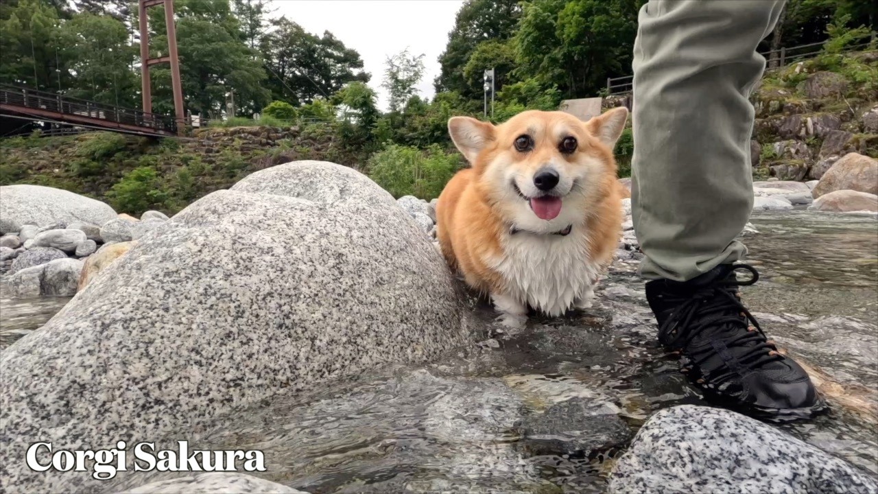 木彫りのコーギー 雨の散歩 梅雨の合間にお気に入りの川を楽しむコーギー / Taking a break from