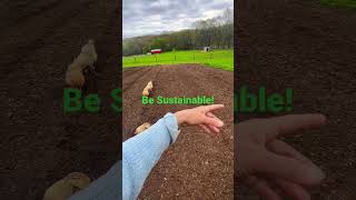 Gardening | Learn to be Sustainable #gardening #farm #farmlife #vegetables #chicken