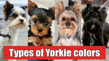 What is the rarest color of Yorkie?