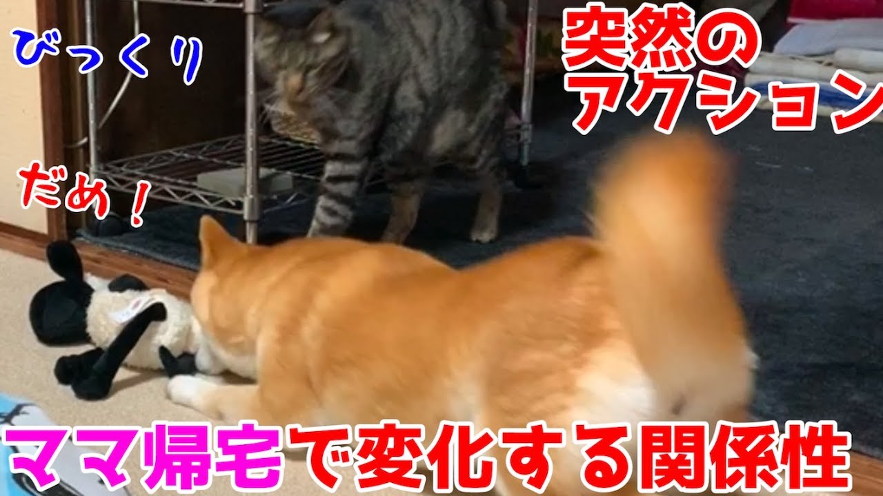 これって愛情表現 ぷーちゃんの甘噛み