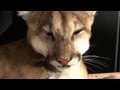 Cougars Get New Whiskers