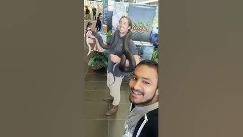 Australia’s second largest snake OLIVE PYTHON.