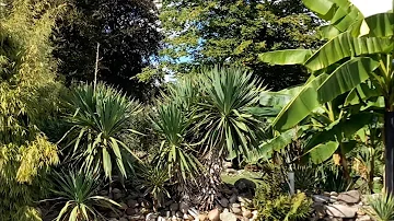 My Exotic Mediterranean Tropical Garden Mierlo the Netherlands