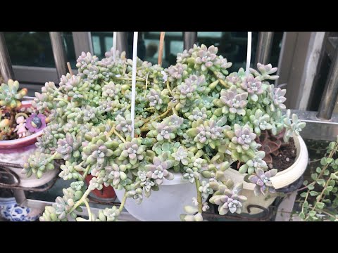 Video: Apa Itu Beberapa Tanaman Succulent Gantung