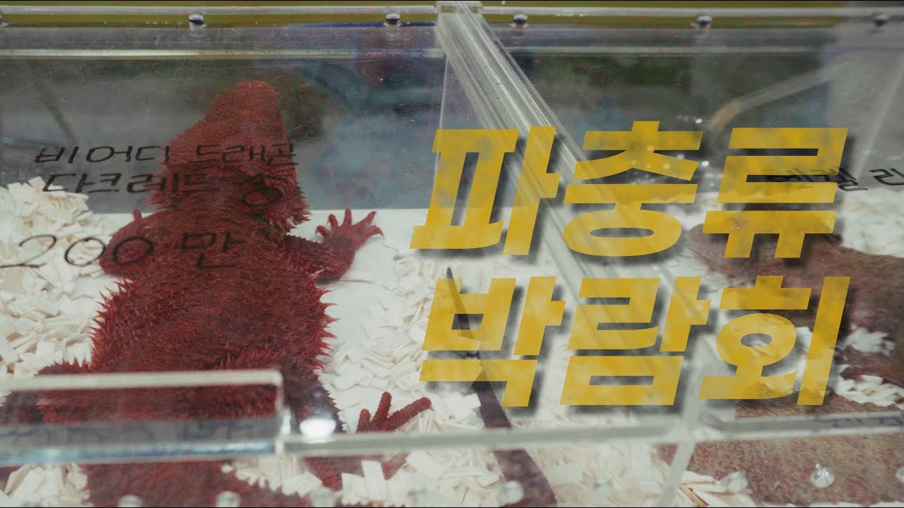 다로가 메로를 만난 날 01 (2024 세계양서파충류박람회)