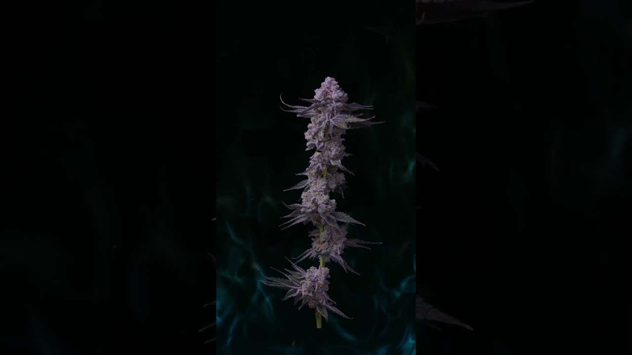 NativeCare is bringing the HEAT!