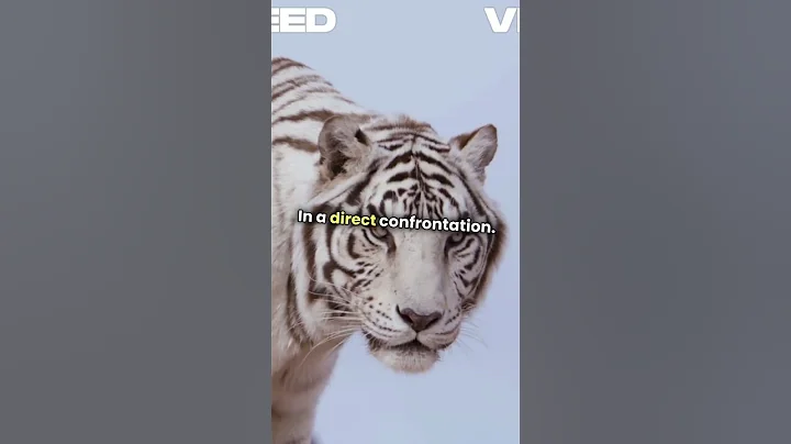 Watch the video about Bengal Tiger vs Leopard Nature's Apex Duel!