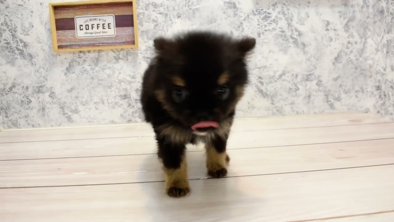 ポメラニアン ブラックタンホワイト 女の子 子犬販売 詳細 ペットショップ ワンラブ ポメラニアン ブラックタンホワイト 女の子 子犬販売 詳細 ペットショップ ワンラブ