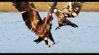 Quick spat between Eagles on the Mississippi River Flyway. 01 September 2019