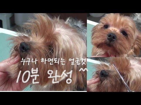 누구나 할수있는 애견 얼굴미용 10분 완성 ~~ ^^  (말티즈. 시츄.요키 동일방법)pet(dog) grooming,