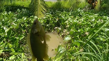 T25 câu cá rô đồng trong con kênh nhỏ