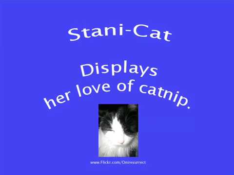 Stani-Cat loves her catnip.