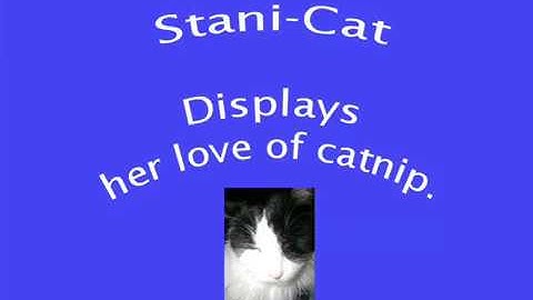 Stani-Cat loves her catnip.