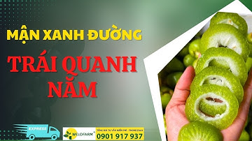 Mận Xanh Đường Cho Trái Quanh Năm QUÁ ĐỈNH