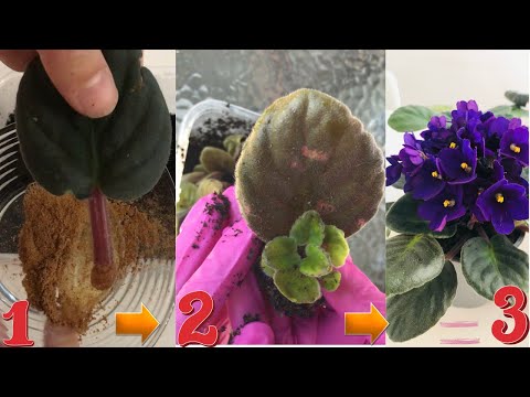 Video: Anledningar till att afrikanska violblad blir gula - hur man tar hand om gulnar afrikanska violer