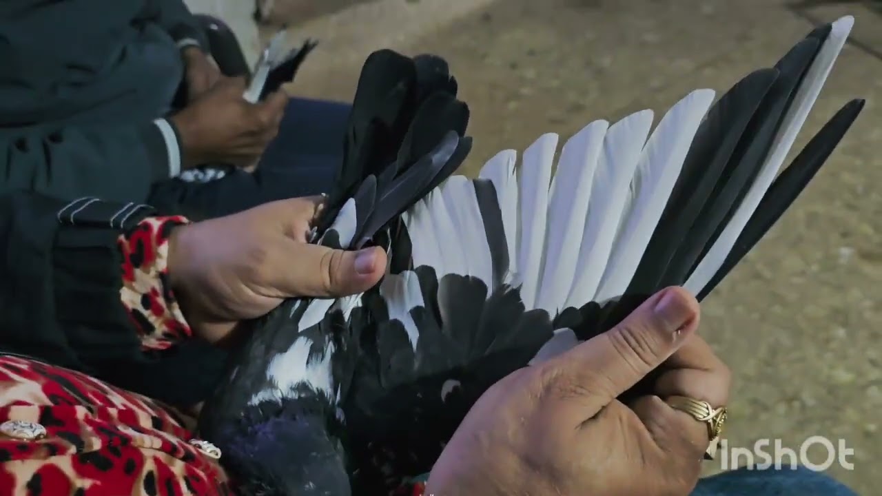 Khalifa Nita(Master Breeder).R.S.Pura 