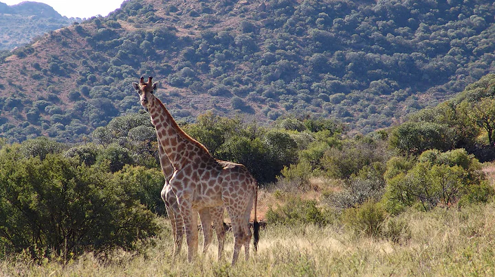 Keith Dailey hunts Lechwe with Crusader Safaris