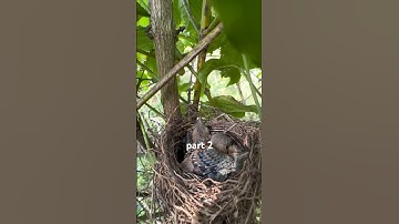 panen anak burung cendet 3 ekor #anakburung #burungcendet #bolang #shors #kicaumania