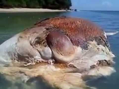  Hewan  Misterius Terdampar di Pulau Hatta Kep Banda YouTube