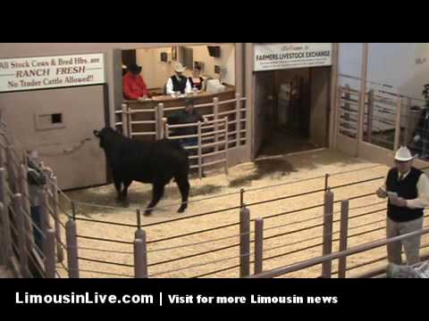 Dakota Connection Limousin Bull Sale