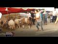 أسعار العلوش في الرحبة من مليون و300 للمليون و600 الزوالي وخدام حزام ينجم يعيد السنة 