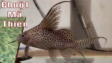 Cá Trường Giang Sao - Cá Chuột Mã Thiên - Cá Mèo Bời Ngữa (Synodontis eupterus)