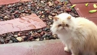Funniest Cats 😹   Don't try to hold back Laughter 😂   Funny Cats Life #5 by Cute Funny Cats 49 views 1 year ago 7 minutes, 23 seconds