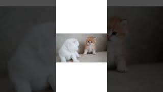 Gatinho Fofo Feroz Em Lutinha Com Amiguinho