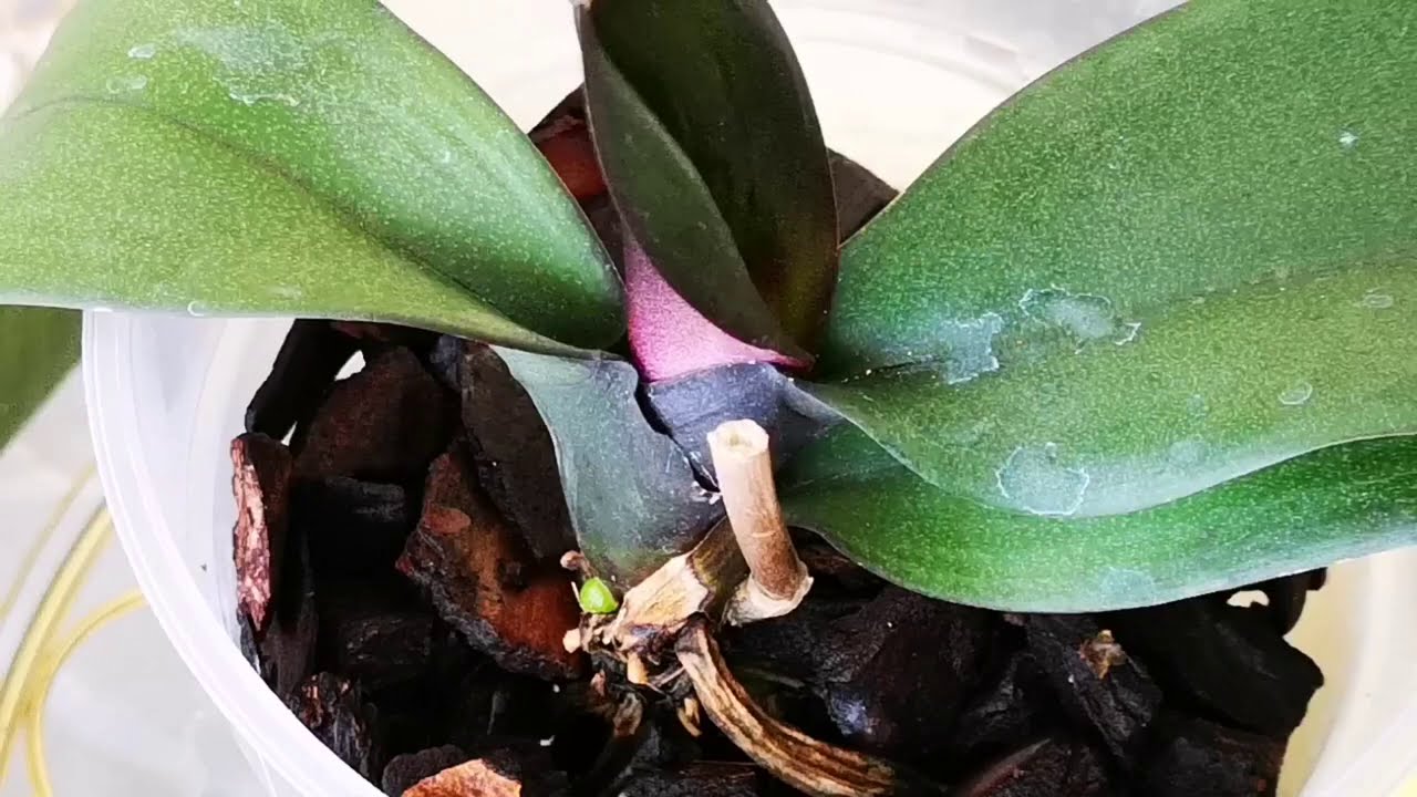 Orkide Bakımı Çiçeklerini Döken Orkideye Nasıl Çiçek Açtırırız?