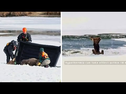 WATCH: Elk calf rescued after falling through ice in Alberta