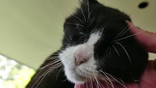 Teddy The Vlogging Cats Birthday Message | Teddy The Vlogging Cat Special Edition