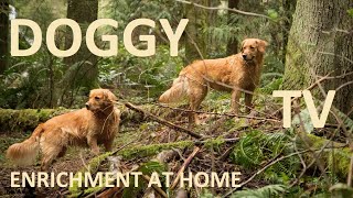 Frustrated with Your Dog's Energy? This Video can help! Not a training video!