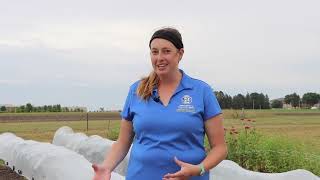 Integrating Clover Cover Crops as Living Mulch for Pepper and Broccoli Production
