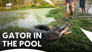 The Tense Moment With A Gaboon Viper | Gator Boys S1C E5 | Animal Planet India