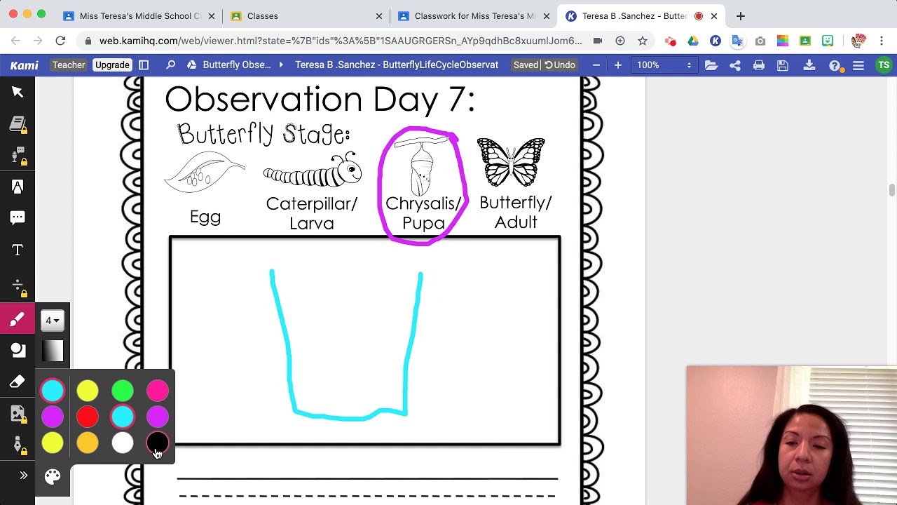 Butterfly Observation Journal Day 7