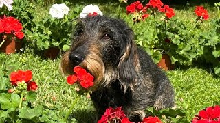 Cute dachshund wishes Happy Mother's Day ❤️ #TeddyTheDachshund