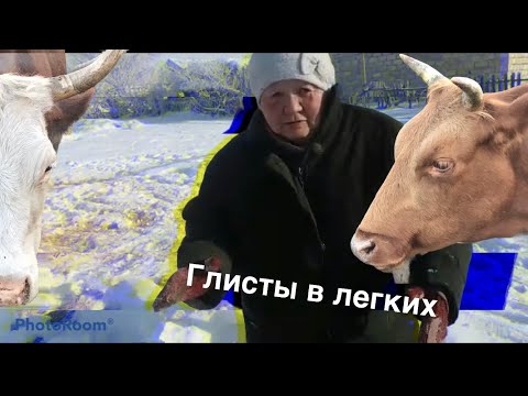 Глисты в легких